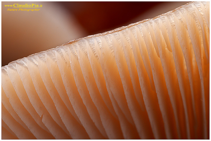 Funghi, mushroom, fungi, fungus, val d'Aveto, Nature photography, macrofotografia, fotografia naturalistica, close-up, mushrooms lamelle gills